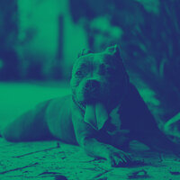 Atmospheric (Puppies) - Dog Calming Music Universe