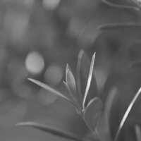 Peaceful (Music) - Comfortable Harp Music