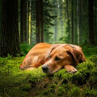 Tranquil Sounds for Canine Relaxation - Calm Dinner Music & Relaxing Dog Music Orchestra & Doggy Music Vintage