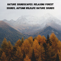 Forest Mountain Experience - Weather and Nature Recordings & Outdoor Field Recorders & Dog Spa Music Paradise