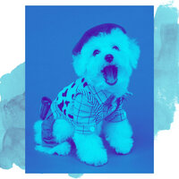 High-class Harps and Guitars - Vibe for Dog Walking - Home Alone Dog Music