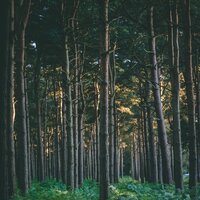 Peaceful Forest Wind - Relaxing music & Relaxed Minds & Rest & Relax Nature Sounds Artists