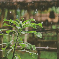 Springtime Rain - The Rain Library & Sounds of Nature Noise & Asian Zen Spa Music Meditation