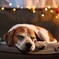 Los Tonos Reconfortantes Aportan Relajación - Sabor afrutado & Mascotas & MascotasTotal Relax
