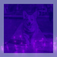 Playful Ambiance for Sleeping Dogs - Beautiful Relaxing Dog Music