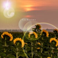 s u n f l o w e r - n