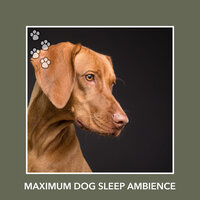 Purest Love - Dog Chill Out Music