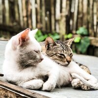 Meditative Waves - Music for Relaxing Cats & Music for Cats Deluxe & Cats Music Zone