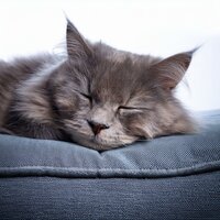 Música Suave Apoyando A Los Gatos - El sonido alrededor & Música para perros y gatos & Envuélvete