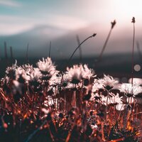 The Cosmos Garden - Gallery Six
