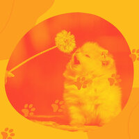 Fashionable Music for Resting Dogs - Dog Music Therapy