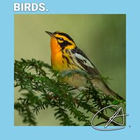 Crackling Natural Bird Sound in Cozy Christmas Night helps you for relax - White Noise for Babies & White Noise Baby Sleep & Spa Music Relaxation