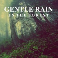 Relaxing Rain Sounds in the Forest - Ambient Sounds from I'm In Records & Ambient Sound Guru & The Nature Lovers
