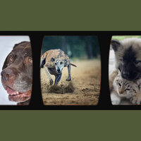 Relaxed (Music) - Relaxing Music for Dogs