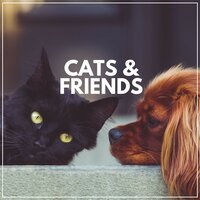 Cat Spa Calming Music for Your Cat, Pt. 18 - Cats Music Zone