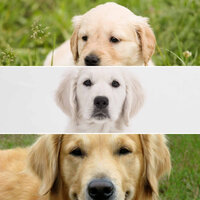 Music (Caring) - Calming Dog Jazz