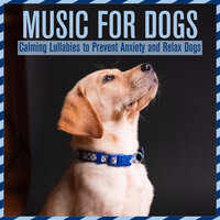 Out the Window - Relax My Dog & Dog Music Dreams & RelaxMyDog