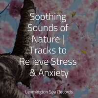 Sandy Shore - Sample Rain Library & Masters of Binaurality & Fresh Water Sounds for Inner Peace