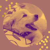 Simplistic Ambience for Doggy Mental Health - Sleeping Music For Dogs