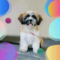 Quartet Jazz Soundtrack for Restless Puppies - Sleeping Music For Dogs