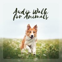 Camp for Lost Dogs - Pet Relax Academy