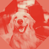 Tasteful Ambiance for Keeping Your Dog Happy - Doggy Relaxing Sounds