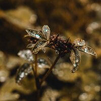 Niebla Desde Lejos - Música para Dormir Con Relajantes Sonidos de la Naturaleza & Musica para Meditar Especialistas & Musica Relajante Specialistas
