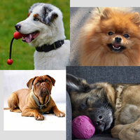 Stellar Moods for Cutest Dogs - Music for Dog's Ears
