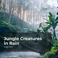Birds Enjoying the Rain - Nature and Rain & Deep Rain Sampling & Jungle Rain