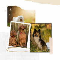 Chilled (Dog De-Stressing) - Dog Calming Music