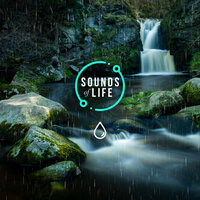 Rain and Flowing River, Pt. 10 - Sounds Of Life