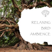 Spring - Nature And Bird Sounds & Natural Spirit