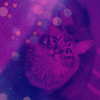 Happening Moods for Friendly Cats - Cat Music