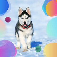 Superlative Tenor Saxophone Solo - Vibe for Well Trained Dogs - Dog Music Experience