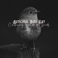 Gorgeous Voice - Singing Birds Zone