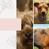 Relaxing (Comfy Dogs) - Jazz for Dogs