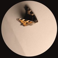 King Cobra - Ben Buitendijk