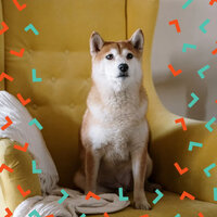 Background for Restless Puppies - Dog Sleep Dreams