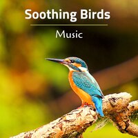 Acacia Tree (Forest Sounds) - Bird Songs Nature Music Specialists