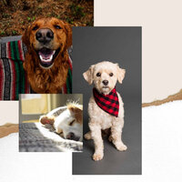 Majestic Music for Dog Care - Dog Music