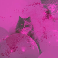 Jazz Soundtrack for Cute Cat - Music For Cats