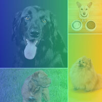 Understated Ambience for Worshiping Your Dog - Dog Calming Music