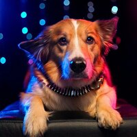Beats Calm the Bark - Lofi Hideaway & Great Calming Dog Music & Lonely Dog Music Project