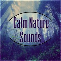 The Silence - Sleep Meditation Dream Catcher