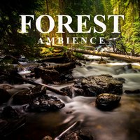 Morning Birds in the Forest - Ambient Sounds from I'm In Records & Ambient Sound Guru & The Nature Lovers