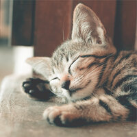 Cool Air - Official Pet Care Collection & Jazz Music for Cats & Music for Relaxing Cats