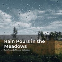 Wild Fowls in Rainfall - ASMR Rain Sounds & Rain Sounds Nature Collection & Sleepy Rain
