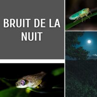 Huiles essentielles - Club de Détendre Tibétain