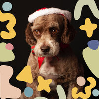Background for Separation from Dogs - Calming Dog Jazz