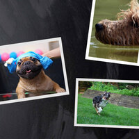 Music (Memories) - Relaxing Music for Dogs